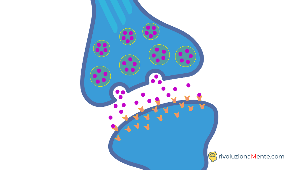 sinapsi per potenziare la mente