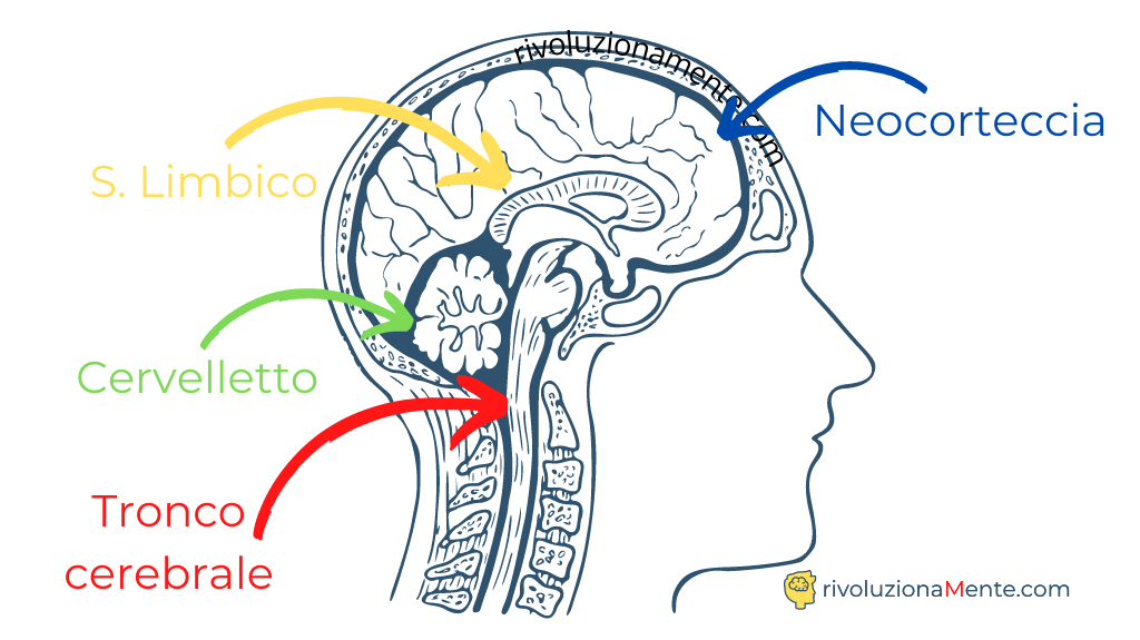 come potenziare la mente conoscendo il cervello