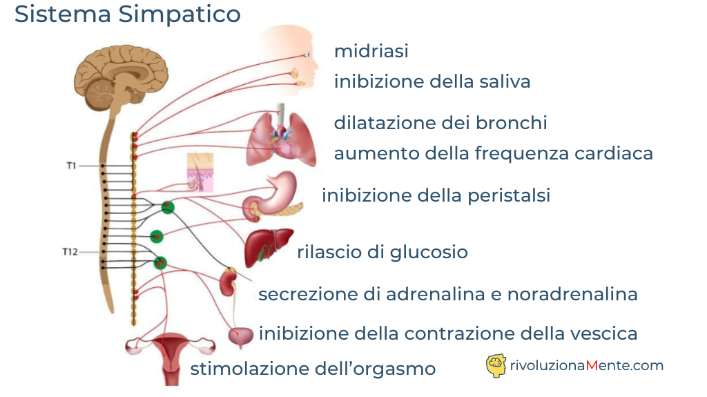 sistema parasimpatico nello stress lavoro correlato